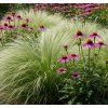 Stipa tenuissima a Echinacea purpurea