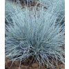 festuca glauca elijah blue