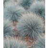 festuca glauca elijah blue 1