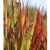 Imperata red baron 3