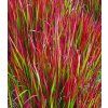 Imperata red baron