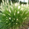 Pennisetum alopecuroides 'Hameln' 2