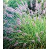Pennisetum alopecuroides 'Hameln'