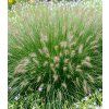 Pennisetum alopecuroides 'Hameln' 2