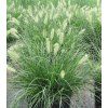 Pennisetum 'Little Bunny'