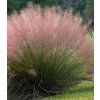 Muhlenbergia capillaris1