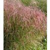miscanthus sinensis flamingo 1