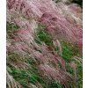 miscanthus sinensis flamingo