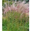 miscanthus sinensis flamingo 4