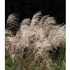 Miscanthus sinensis Kleine Fontäne 1