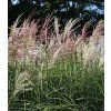 Miscanthus sinensis Kleine Fontäne