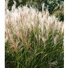 Miscanthus sinensis Kleine Fontäne 3