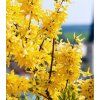 FORSYTHIA int minigold 4