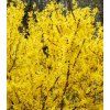 FORSYTHIA int minigold 2
