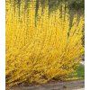 FORSYTHIA int minigold