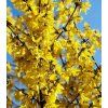 FORSYTHIA int minigold 1