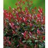 Photinia little red robin
