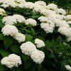 Hydrangea arborescens 'Annabelle' 2