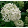 Hydrangea arborescens 'Annabelle'