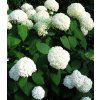 Hydrangea arborescens 'Annabelle' 3