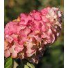 hydrangea paniculata magical fire 2
