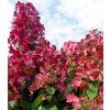 hydrangea paniculata magical fire