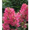 hydrangea paniculata magical fire 1