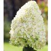 HYDRANGEA paniculata Hercules 5
