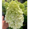 HYDRANGEA paniculata Hercules 3