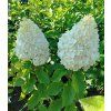 HYDRANGEA paniculata Hercules 2