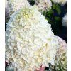 HYDRANGEA paniculata Hercules 4