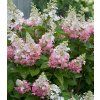 Hydrangea paniculata Pinky Winky