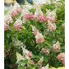 Hydrangea paniculata Pinky Winky 2