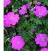 geranium sanguineum max frei