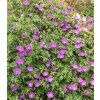 geranium sanguineum max frei 2
