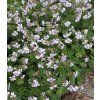 geranium cantabrigiense biokovo 2