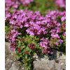 Thymus serpyllum Magic Carpet 1