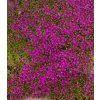 Thymus serpyllum Magic Carpet 2