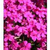 Phlox subulata Atropurpurea 2