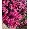 Phlox subulata Atropurpurea