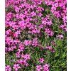 Phlox subulata Atropurpurea 3