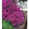 Thymus praecox 'Red Carpet'