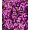 Thymus praecox 'Red Carpet' 2
