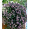 thymus citriodorus doone valley 1