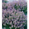 thymus citriodorus doone valley 2