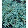 juniperus horizontalis icee blue 1