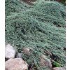 juniperus horizontalis icee blue