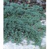 juniperus horizontalis icee blue 2