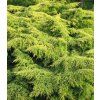 juniperus x pfitzeriana gold star 2