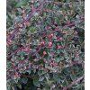 cotoneaster atropurpureus variegatus